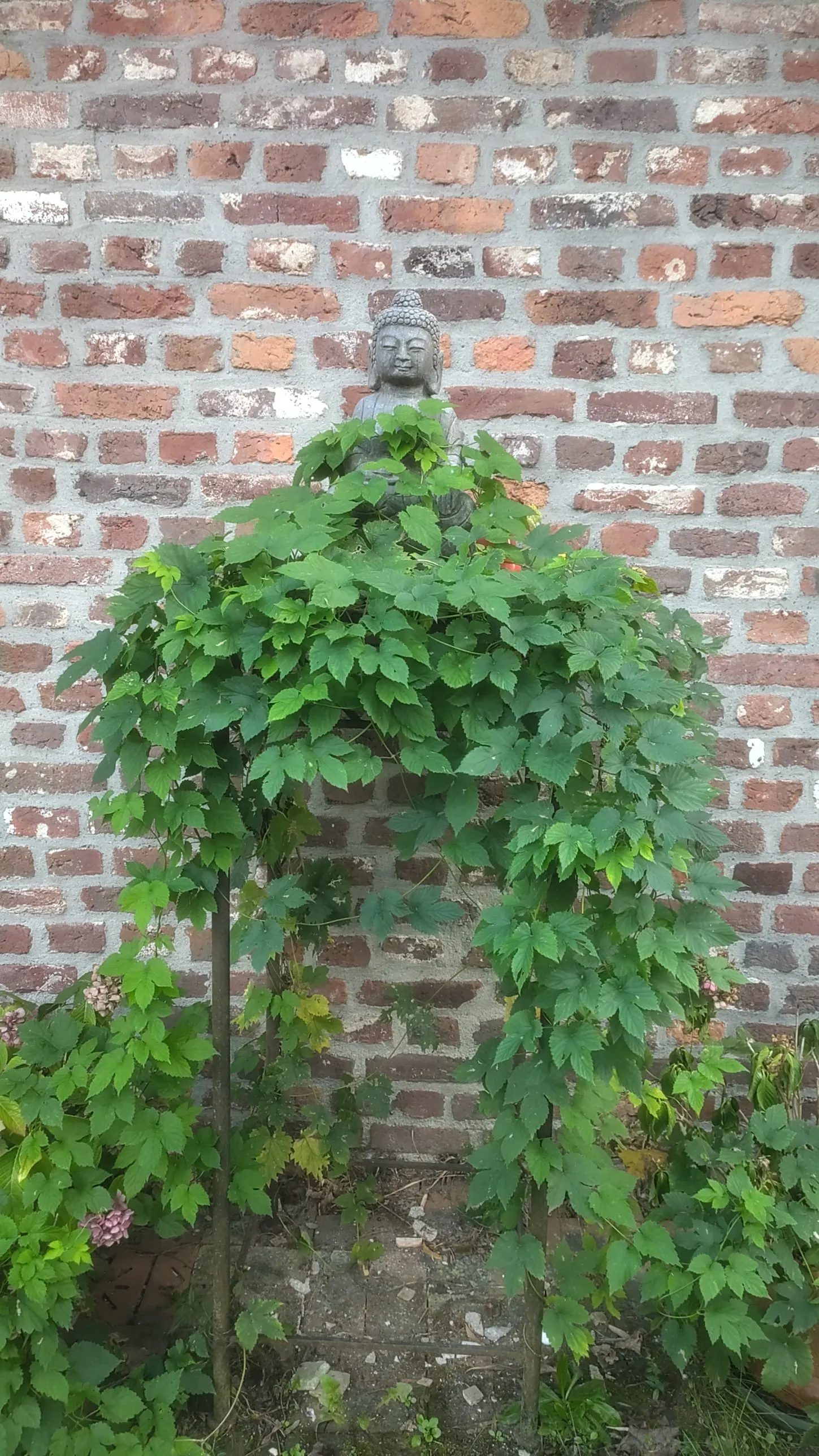 Steinerne Buddha-Figur vor der alten Backsteinmauer des Pauenhofs, umrankt von Hopfen